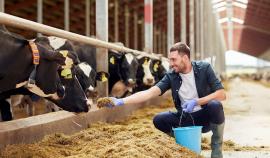 Средства на развитие селекции в животноводстве получат более 30 регионов РФ